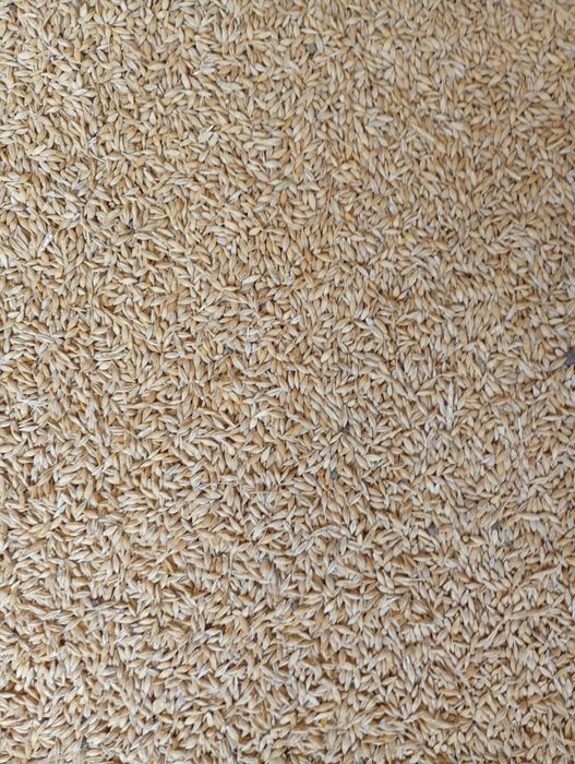 Orzoaica ,grâu,triticale și ovaz