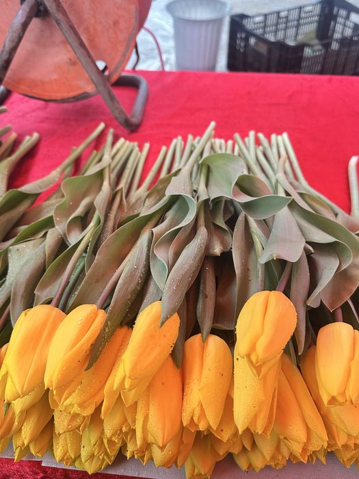 Тюльпан бар КЕЛІСЕМІЗ