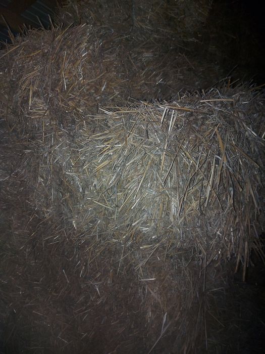 Baloți paie curate ținute la adăpost