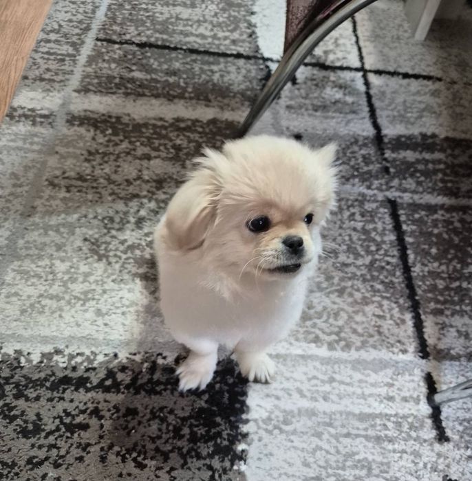 Пркинез 3 месеца