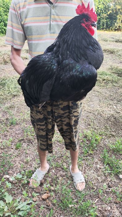 Parranda , GIGANT JERSI.