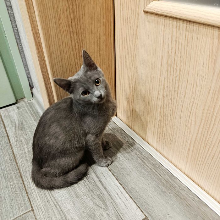 Подарявам малко котенце