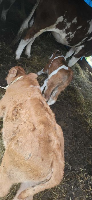 Vaci cu vitel de vânzare