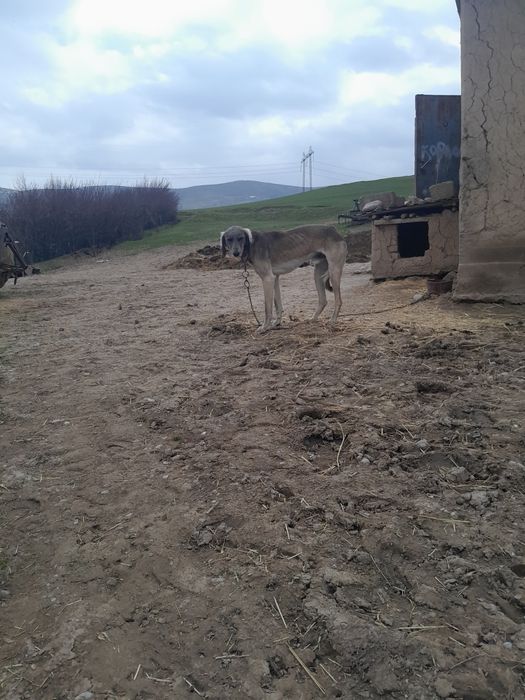 Тазы сатылады еркек