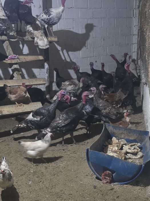 Индюктер сатылады