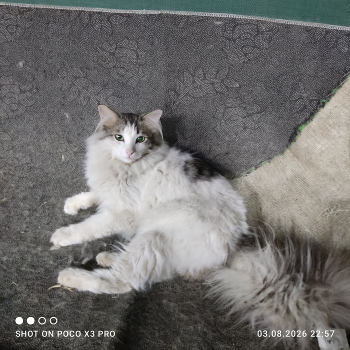 Отдам в добрые руки ,
