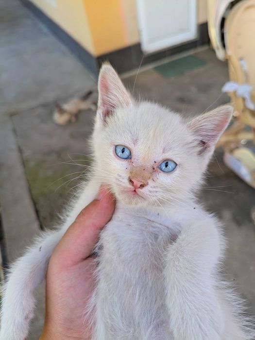 Котята ищут хороших хозяев