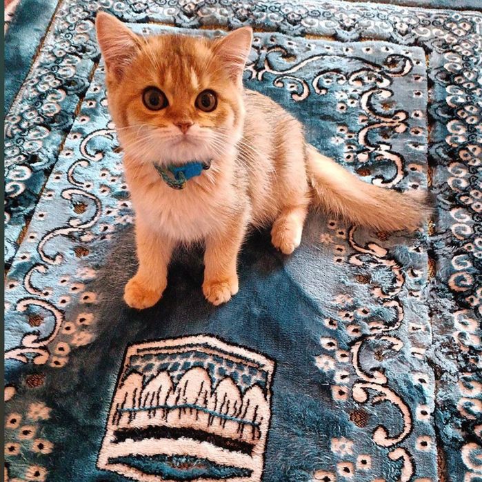 Британская золотая Шиншилла