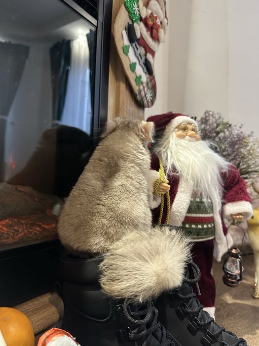 Vand Șinisla mascul si femela