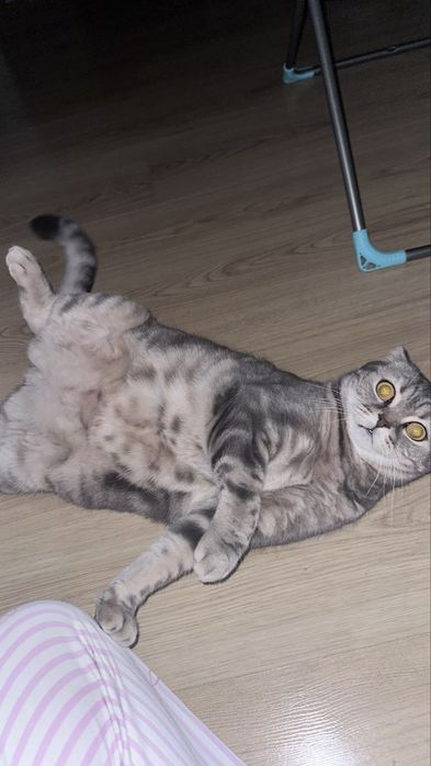 Шотландский вислоухий кот