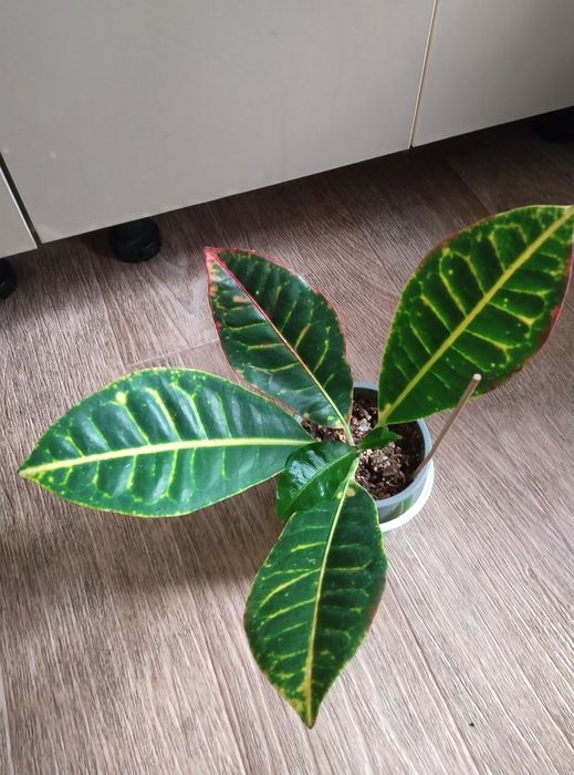 Комнатные цветы продажа