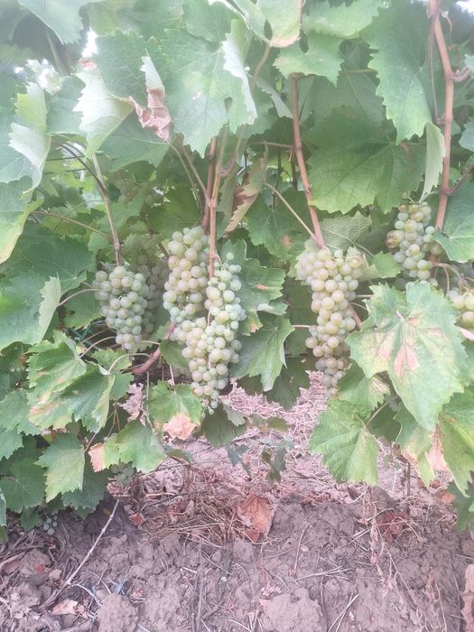 Stuguri de vin de vinzare