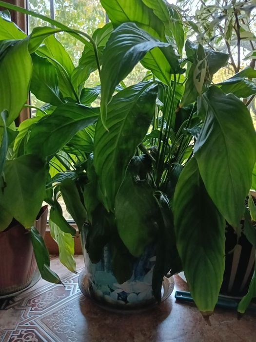 Цветы в  горшках