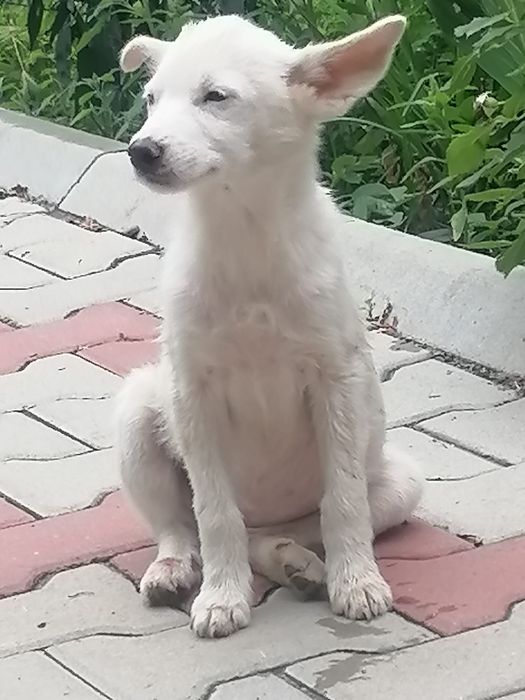 Cățelușa alba pentru adoptie