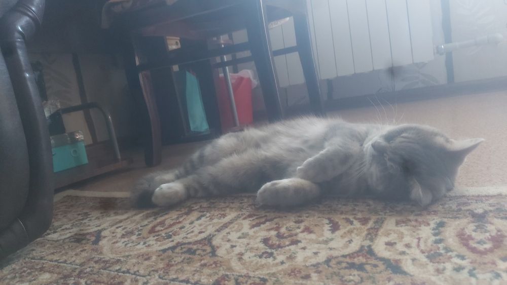 Продам кошку домашнюю