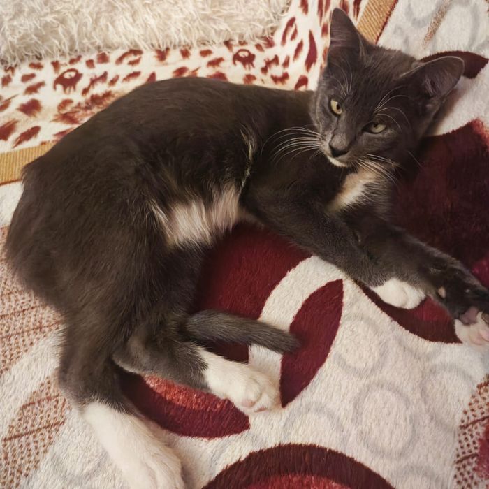 Отдадим даром котика!