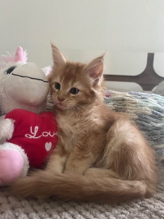 Котенца Мейн Куун