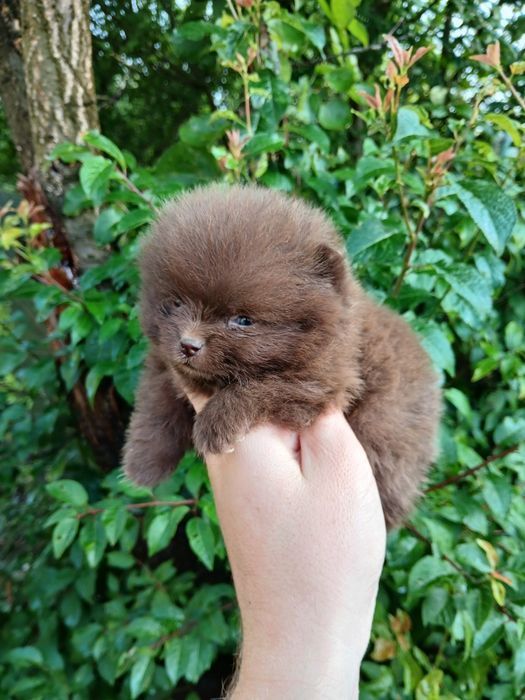 Asigur transport !!! Pui Pomeranian Chocolate, talie mini, mascul superb cu certificat Pedigree !!!