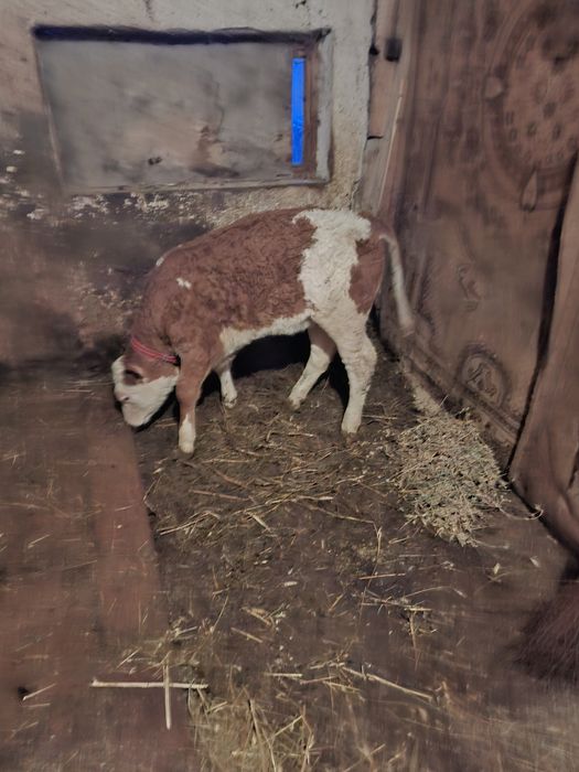 Vand o vitea baltata .si un tauras belgin