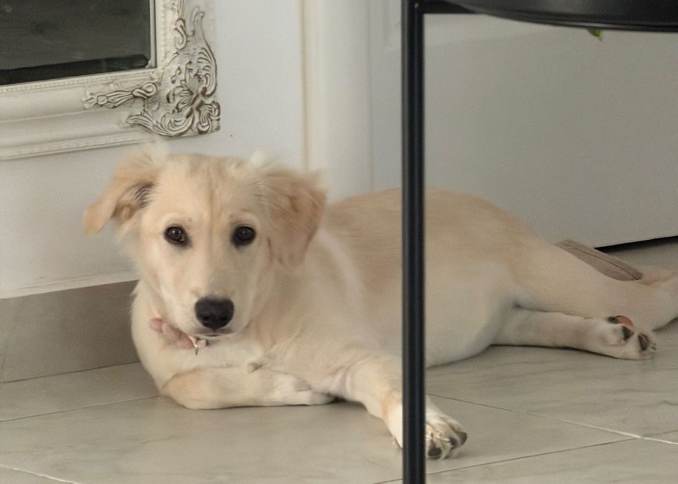 Adopție pui golden retriever