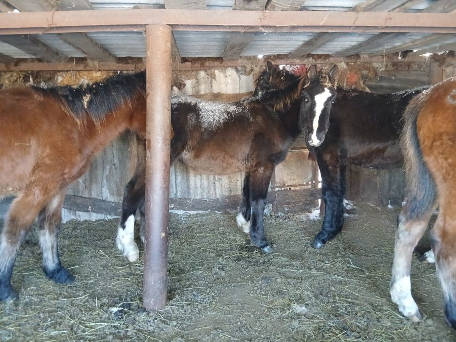 Продам жеребят  срочно