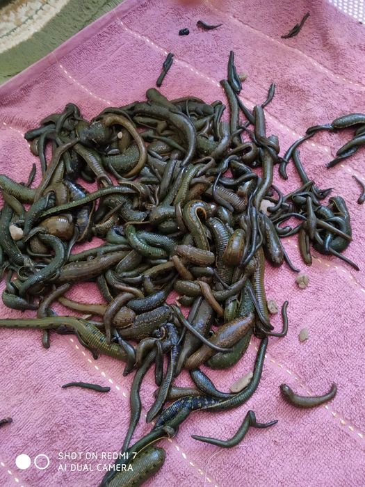 Zuluk sotiladi продается пиявки