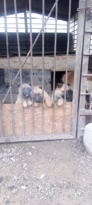 Щенки бельгийская овчарка