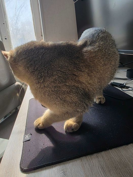 Продаю кошку, золотая шиншилла