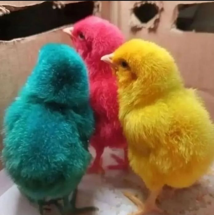 светная  цыплята