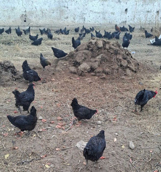 QORA tovuq TUXUMLARI sotiladi