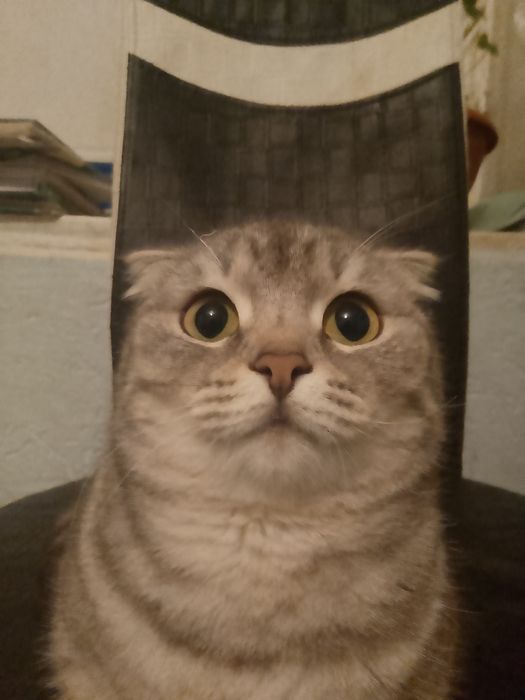 Продаю Котят  вислоухие