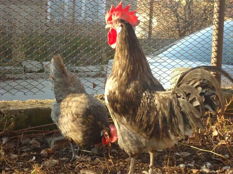 Продавам яйца от Брезе.