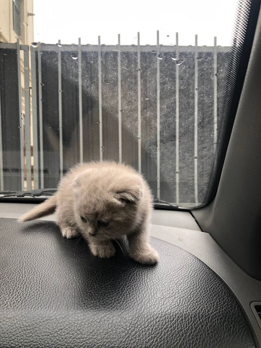 скотиш фолд 1ярим ойлик 2та