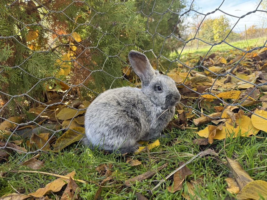 Голям Сребърен Заек