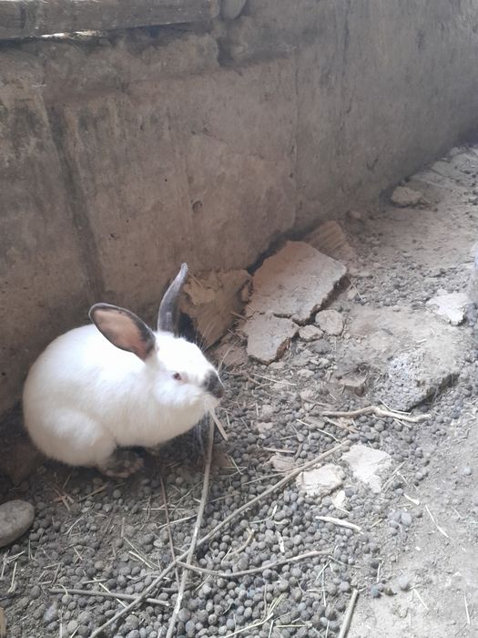Ona quyonlar erkak quyon sotiladi