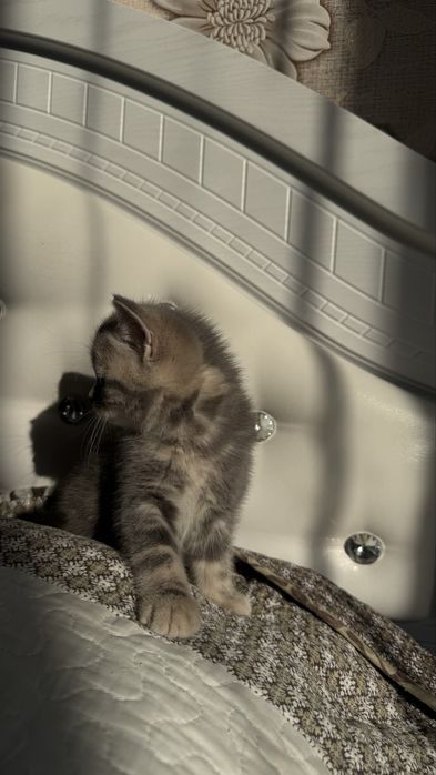 Котят скоттиш страйт