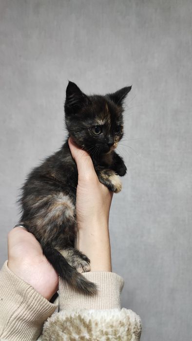 Котёнок ищет семью