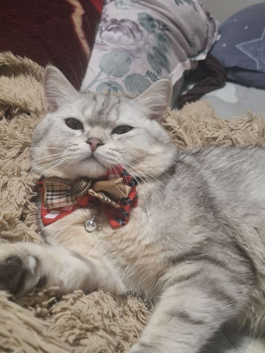 Mushuk sotiladi oʻgʻil bola mushuk