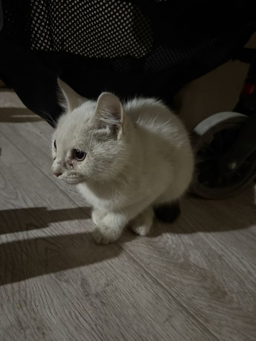 Сүйкімді мысықтар жақсы қолға беріледі
