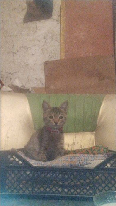 Отдам Кошку,в добрые руки