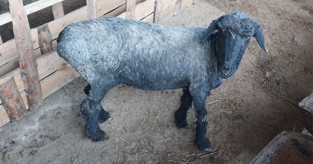 Қой сатылады семіз