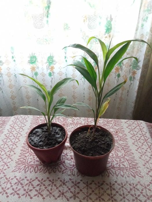 Цветы комнатные продам