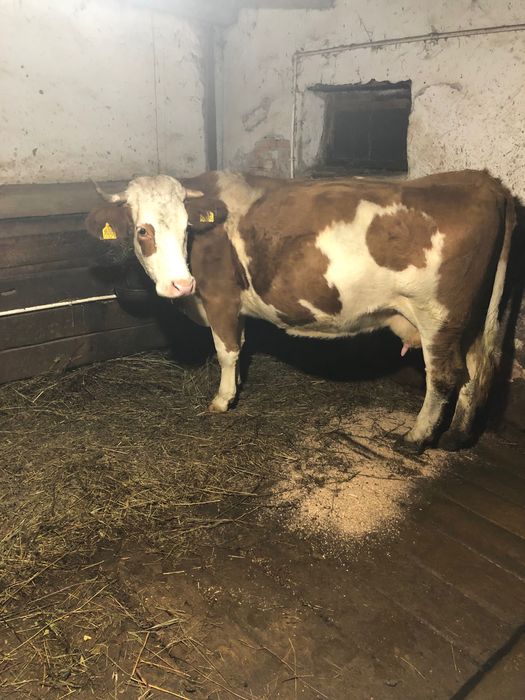 Vând 2 vaci cu vitei