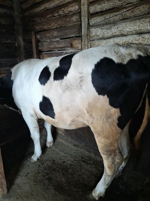 Продам крупно рогатый скот