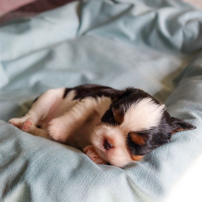 Малыши кавалер кинг чарльз спаниели