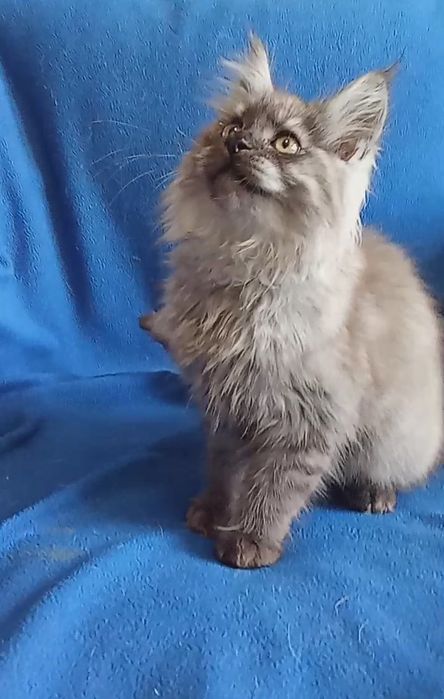 Будущие великаны