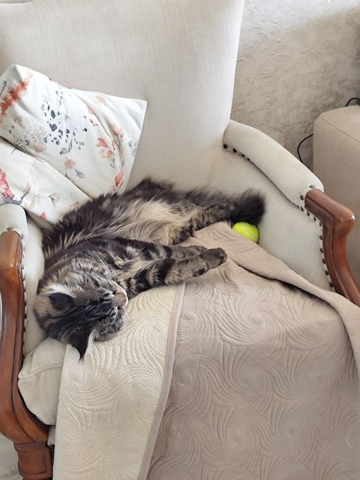 Кот на вязку Мэйн Кун