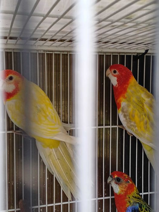 Vând perusi pui,maturi cântatori nimfe kakariki rosella  turturele .