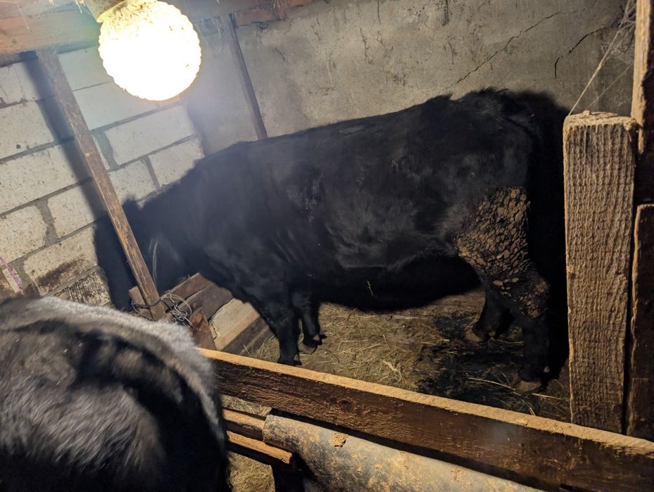 Vând vițel și vacă