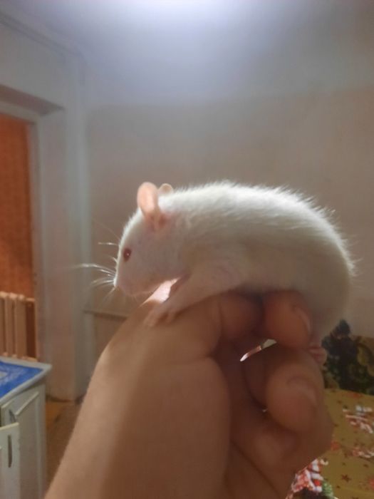 Крысята альбиносы